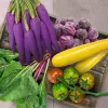 Outdoorsy|Older Girls-Gift Republic Radical Rainbow Veg - Sow & Grow your 5 a day!