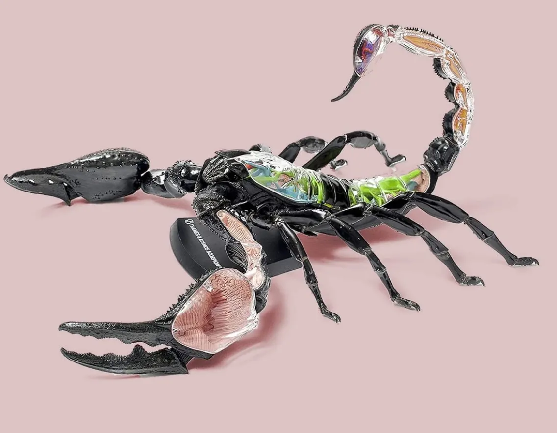 Creativity|Educational-Thames and Kosmos Scorpion Anatomy 3D Model - 29 Pieces